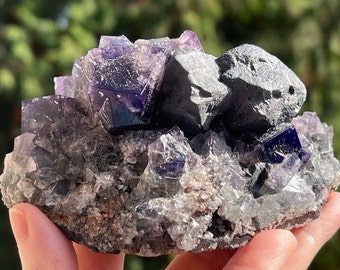 Peut inclure: Un amas de cristaux de fluorine violette avec une matrice gris foncé. Les cristaux sont nets et bien définis, avec un éclat vitreux. La fluorine est un minéral populaire auprès des collectionneurs et est connue pour sa beauté et ses propriétés curatives.