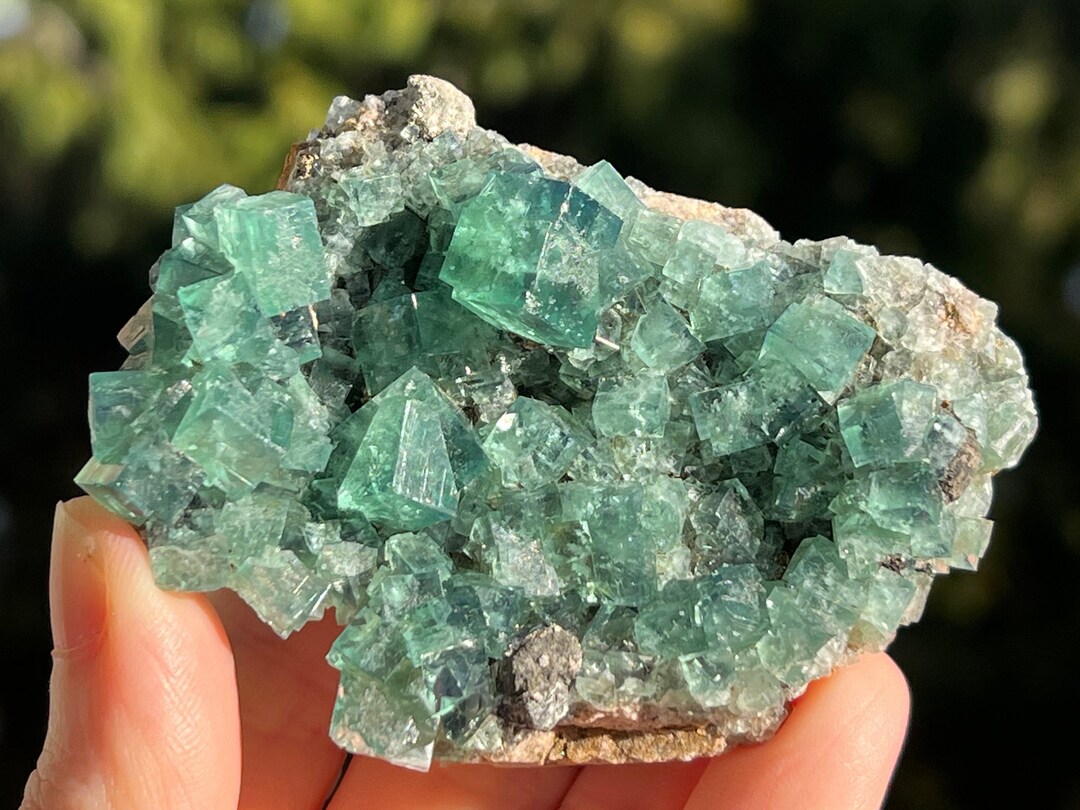 Hidden Forest Pocket Fluorite, Diana Maria Mine – The Crystalary