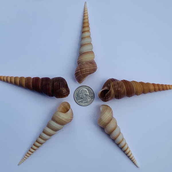 Brown Turritella Seashells, Spiral Shell, Boho Style, Shell Crafts, Beach, Cottage, Beach Wedding Decor, EACH 3-3.5”