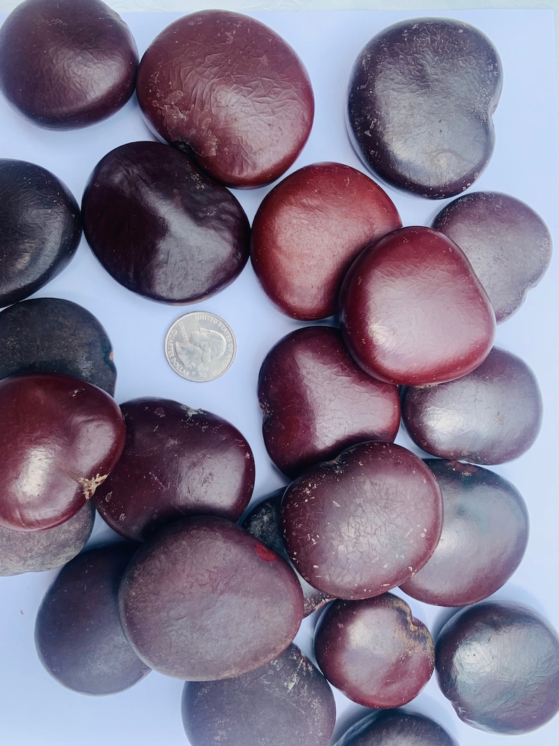 100 Natural Sea Bean Lucky Bean Heart Bean Drift Seeds 1 Etsy