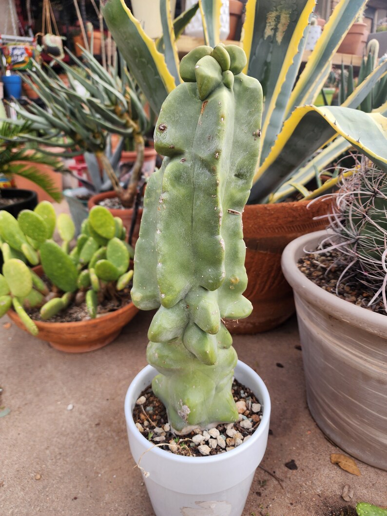 Totem Pole Cactus Lophocereus Schottii Etsy
