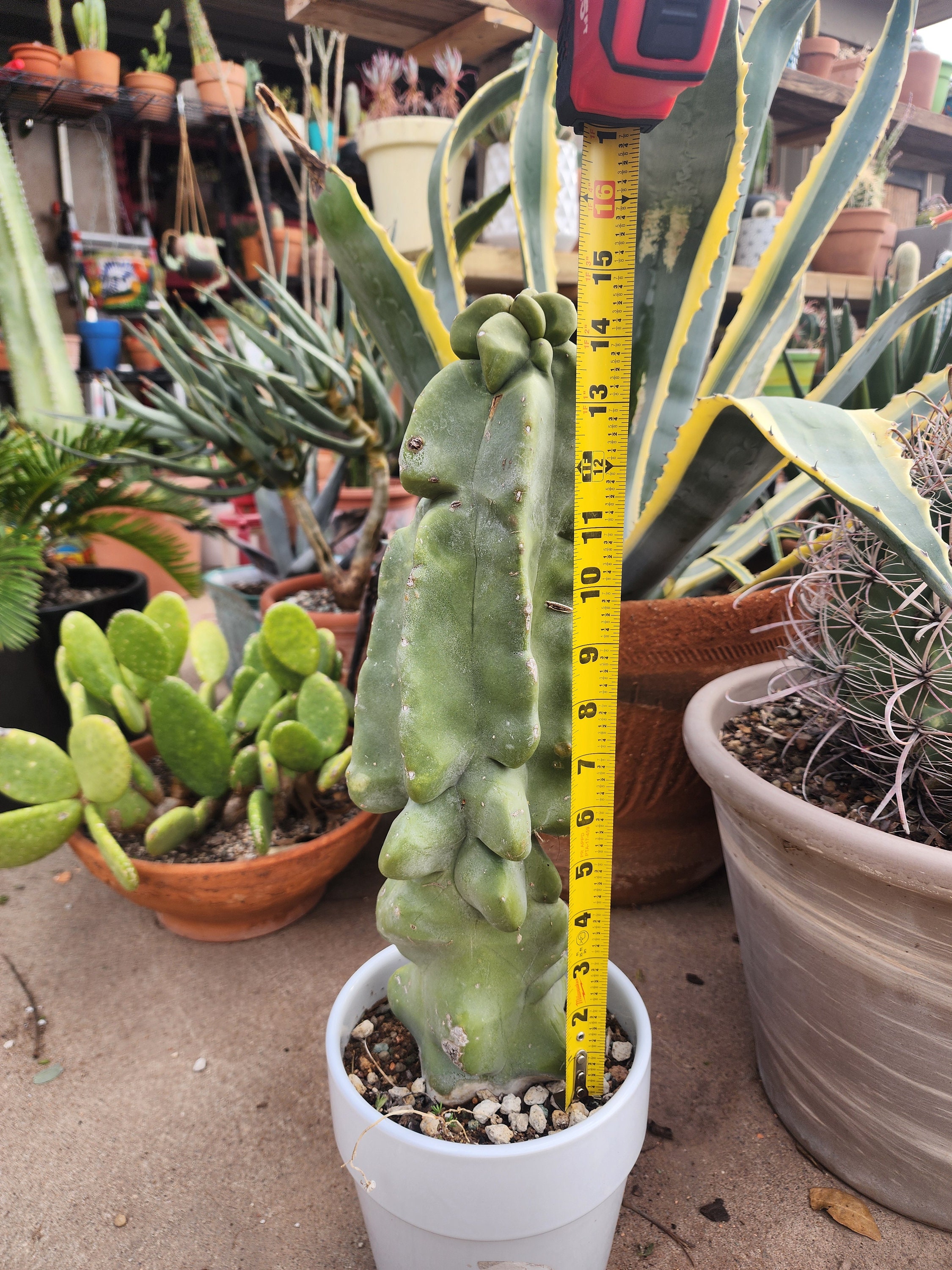 Totem Pole Cactus Lophocereus Schottii Etsy