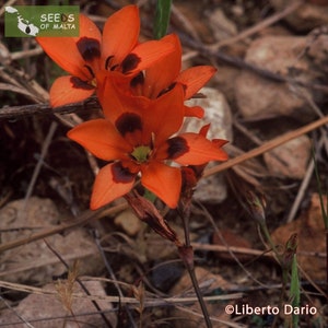 Tritonia deusta, Kalkoentjie, Scorched Tritonia, South African rock garden perennial, Spring flowering, 20 seeds