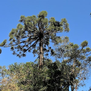 Araucaria Angustifolia – Pino brasileño / Conífera ornamental rara / Perenne de rápido crecimiento / 5 semillas frescas Octubre 2025