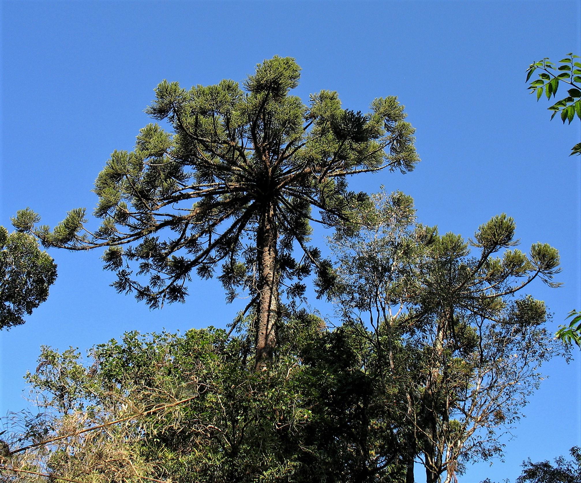 Árbol De Araucaria Con Un Dosel Triangular único Árbol Grande Gr Clipart Aislado Png Psd Bg 207755091