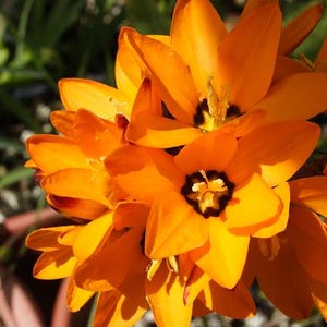 Ixia maculata, Afrikanische Kornblume, 25-100 Samen Juli 2024