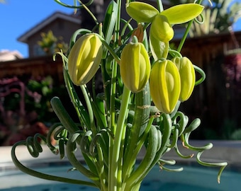 Albuca spiralis, Frizzle Sizzle, Corkscrew albuca, Fresh seeds, pack of 20-1500