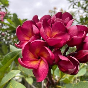 Plumeria Rubra, Rote Frangipani &quot;Duke Thai&quot;, 5 Samen 2024!&quot; Bestseller! Wieder auf Lager!