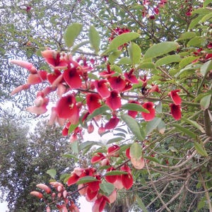 Erythrina crista-galli, stunning cockspur coral tree, national tree of Argentina, 10 seeds July 2024