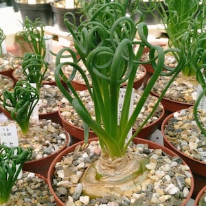 Albuca spiralis, Frizzle Sizzle, Corkscrew albuca, May 2023, choose 20-1500 seeds
