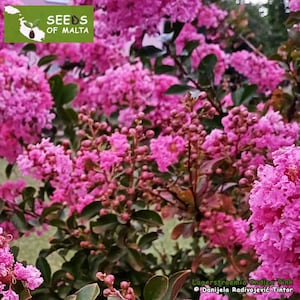 Lagerstroemia indica, Crepe myrtle PINK, Fast growing shrub or tree, 30-100 fresh seeds November 24