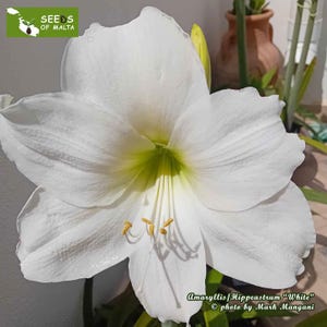 Hippeastrum, Amaryllis, beautiful HUGE WHITE flower! 10 fresh seeds from passionate collector and grower, July 2024