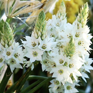 Graines d'Ornithogalum thyrsoides | Paquet de 25 à 100 graines | Chincherinche | Bulbe à floraison printanière