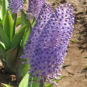 Scilla madeirensis, Madeiran squill, Rare exotic flower! 10 seeds June 2024