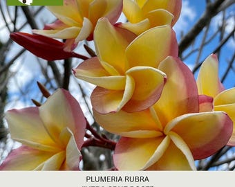Vera Cruz Rose Plumeria Seeds, Exotic Frangipani, Prolific