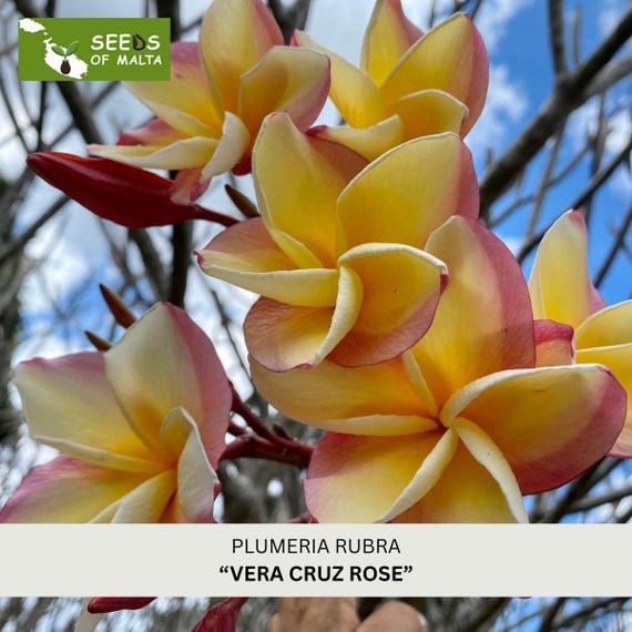 Vera Cruz Rose Plumeria Seeds, Exotic Frangipani, Prolific