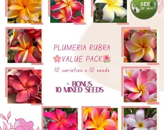 Plumeria Rubra, Frangipani 
