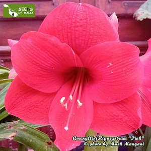 Hippeastrum, Amaryllis, beautiful PINK colour! 10 fresh seeds from passionate collector and grower, July 2024