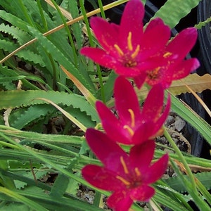 Geissorhiza inflexa, Geissorhiza hirta, Hesperantha inflexa, Ixia hirta, Witsyblom, 20+ seeds July 2024