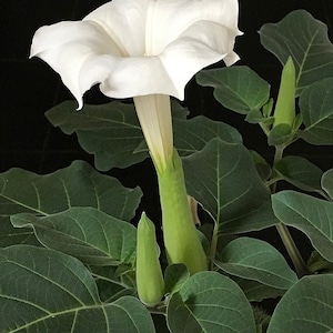Datura innoxia, Angel&#39;s trumpet, pricklyburr, thorn-apple, lovache, moonflower, nacazcul, toloatzin 20 fresh seeds Sept. &#39;24