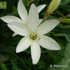 20 Samen Juli 2025, weiße Ixia-bulifera (Sparaxis-bulifera), Fringed Swords