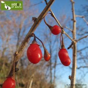 Lycium barbarum,  Lycium chinense, Wolfberry, Goji berry. High germination rate! 0.5 g fresh seeds 2024 from China