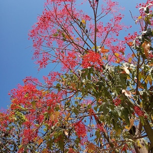 Brachychiton acerifolius, árvore de fogo australiana, árvore Illawarra, sementes frescas novembro de 2024