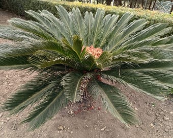 キングパームの種子、Archontophoenix cunninghamiana