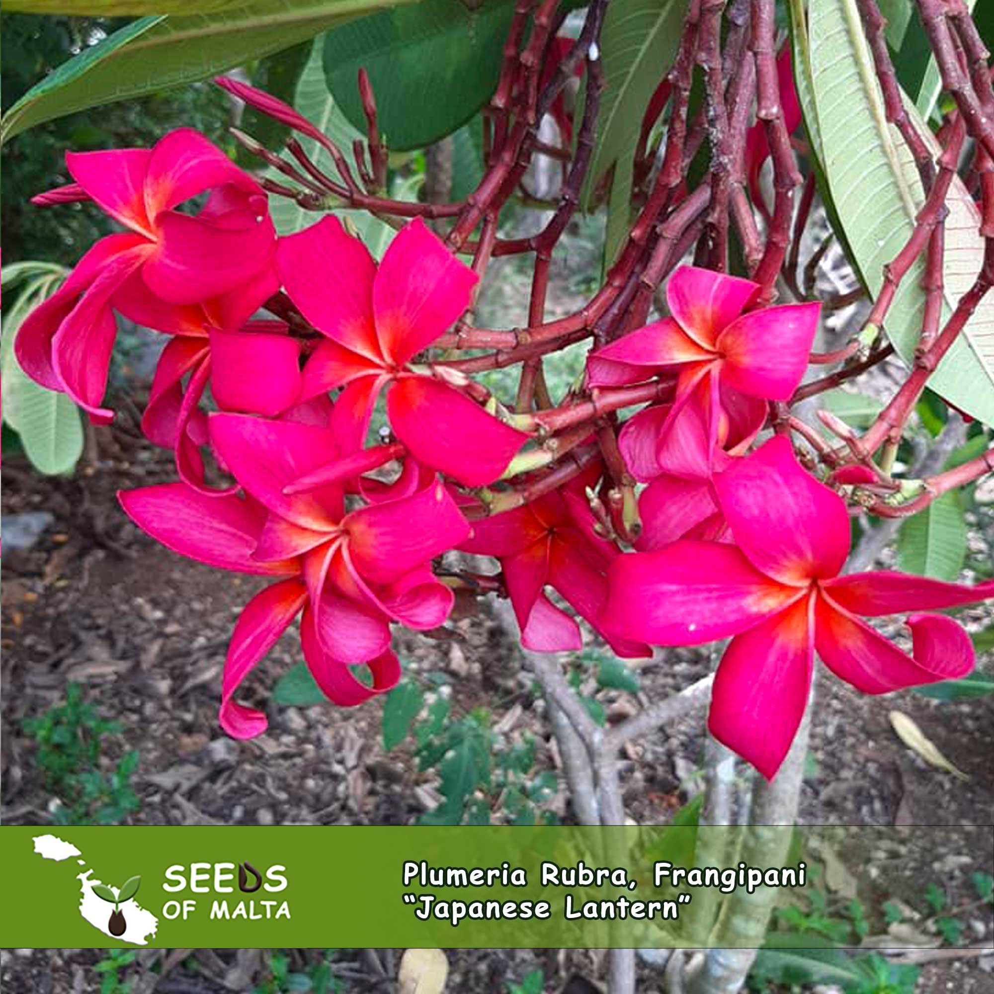 Plumeria Rubra, Frangipani 