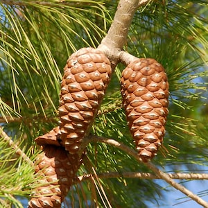 Pinus halepensis, Aleppo pine, 30-100 fresh seeds August &#39;24