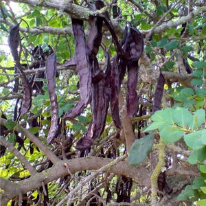 May include: A close-up of a tree branch with many dark purple carob pods hanging from it. The pods are long and narrow, and they are clustered together in groups.