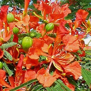 Delonix Regia, Flamboyant, Flame tree, Royal Poinciana, Fleur de paradis, 10 viable seeds