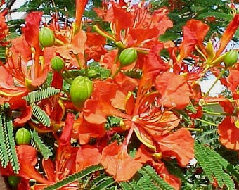 Delonix Regia, Flamboyant, Flame tree, Royal Poinciana, Fleur de paradis, 10 fresh seeds