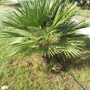 Chamaerops humilis, European fan palm, Mediterranean fan palm, Mediterranean dwarf palm. 10-50 fresh seeds Oct. &#39;24