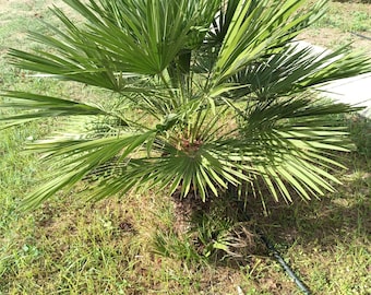 Fresh Chamaerops Humilis Seeds, Mediterranean Fan Palm