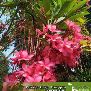Plumeria Rubra, Frangipani "Amazon Pink", Unique pendulous pink inflorescences, 5 fresh seeds 2025 from Thailand. Back in stock!