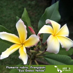 Plumeria Rubra, Frangipani &quot;Eua Endoo Yellow, NEW arrival! 5 fresh seeds 2025 from Thailand.