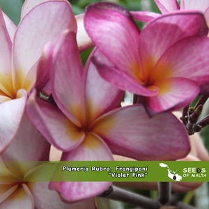 Plumeria Rubra, Frangipani &quot;Violet Pink&quot;, 5 verse zaden 2025 uit Thailand. Terug op voorraad!