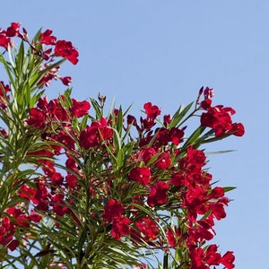 Pode incluir: Um close-up de um arbusto com flores vermelhas brilhantes contra um céu azul. As flores estão em plena floração e têm uma aparência delicada e enrugada.