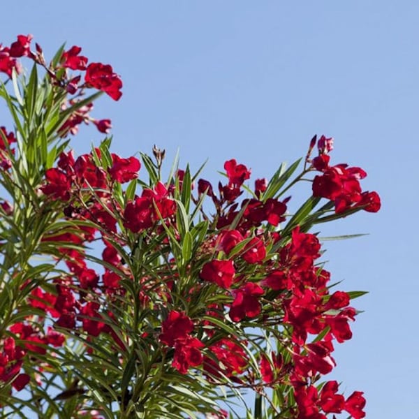 Pink (Rot) Nerium Oleander, Mediterrane Rosenbucht, dürreresistenter, dekorativ blühender südlicher Strauch, 50-100 frische Samen 2023!