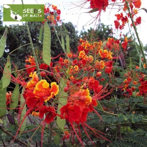 Caesalpinia pulcherrima Red, Pride of Barbados, 10 fresh seeds