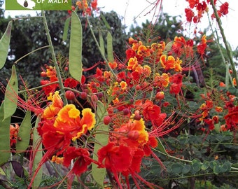 Caesalpinia pulcherrima Red, Pride of Barbados, 10 fresh seeds