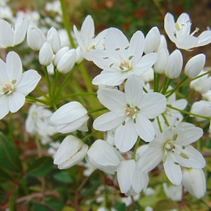 Naples Garlic Spring Flower | Allium neapolitanum | Hardy Ornamental Perennial | 25–100 Fresh Seeds