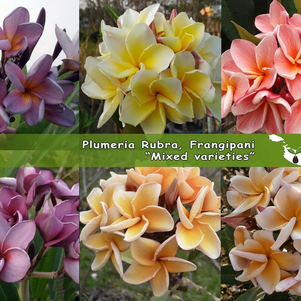 Plumeria Rubra, Frangipanier « Variétés mélangées », 10 graines fraîches 2023 de Thaïlande ! Nouveau stock !