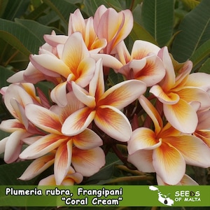 Plumeria Rubra, Frangipani &quot;Coral Cream&quot;, 5 verse zaden 2025. NIEUWE VERS!