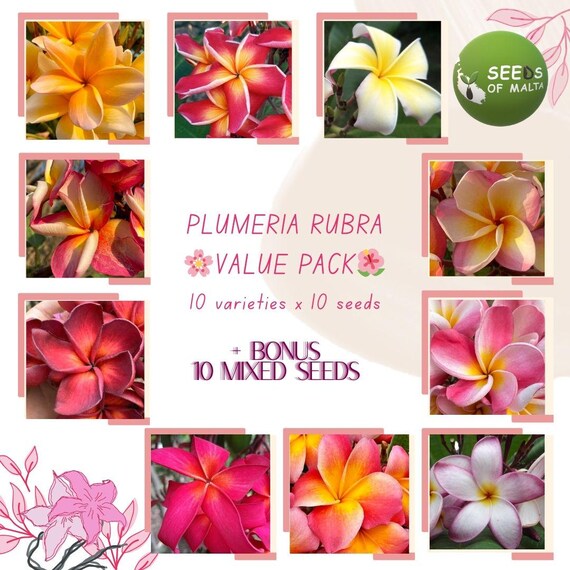 Vera Cruz Rose Plumeria Seeds, Exotic Frangipani, Prolific