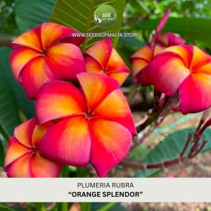 Könnte beinhalten: Plumeria rubra Orange Splendor Blüten mit fünf überlappenden Blütenblättern, die einen lebendigen Farbverlauf von tiefrosa und magentafarbenen Rändern zu einer leuchtend gelben Mitte aufweisen. Der Text SEEDS OF MALTA und WWW.SEEDSOFMALTA.STORE ist sichtbar.