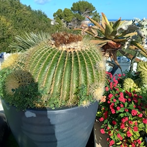 Echinocactus grusonii, Barril dorado, 20 semillas