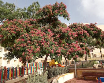 Albizia Julibrissin Trädfrön, Persisk Sidenträd, Rosa Siris