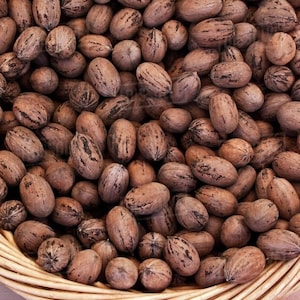 Biologische pecannootzaden – Grow Your Own Pecan (Carya illinoinensis) from Seed – Fresh 2025 Batch 10 zaden